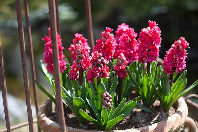 Hyacinthus Orientalis 'Hollyhock', Hyacinth Hollyhock', Double-Flowered Hyacinth, Dutch Hyacinth, Hyacinthus Orientalis, Common Hyacinth, Spring Bulbs, Spring Flowers, pink hyacinth, pink flowers